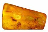 Two Fossil Flies (Diptera) and a Beetle (Coleoptera) In Baltic Amber #173688-1